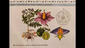 биология 7 класс Многообразие и происхождение культурных растений.