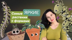 Яркие комнатные растения с формами: розы, стрелы, шарики, плавники