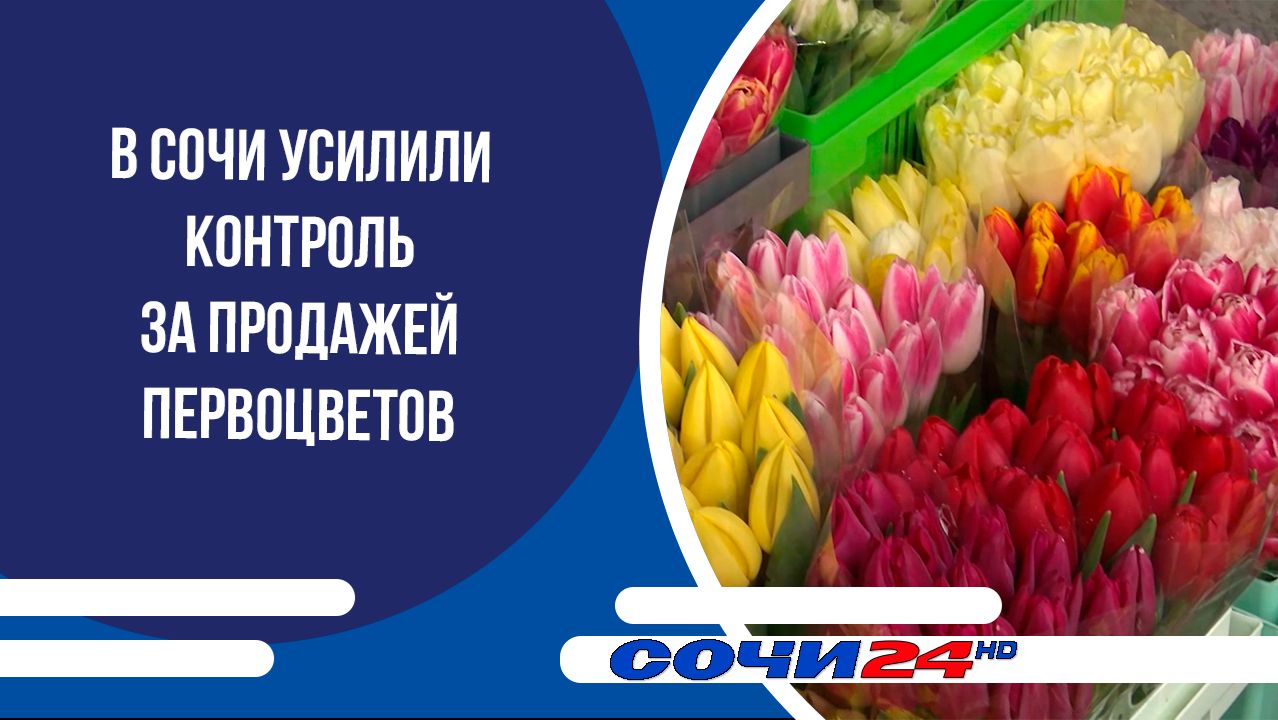 В Сочи усилили контроль за продажей первоцветов смотреть онлайн