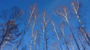 Зимняя сказка в лесу