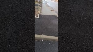 Дичь нашего городка