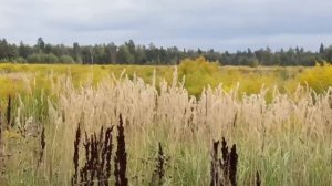 Рок-опера камрада Олега Быкова "Соберём потери без потерь!" Часть 3. Позвоню.