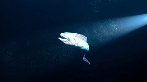 Подводный мир