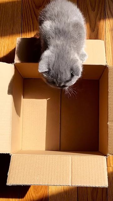 Cardboard Cosmos / Картонный Космос #shorts #cat #cute #видосыоткота #веселыекоты #веселыекоты смотреть онлайн