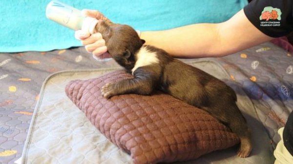 Медвежьи бусины потихонечку превращаются в медвежьих горошин!