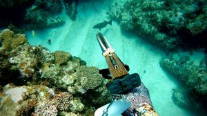 Подводная охота: могу ли я подойти незаметно... Крупная, ценная рыба, дрейфующая вдоль дна