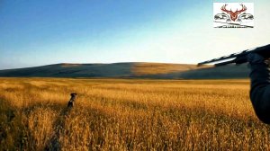 Охота на перепела с подружейной собакой.