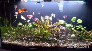 Мои аквариумы 03.02.2026г.