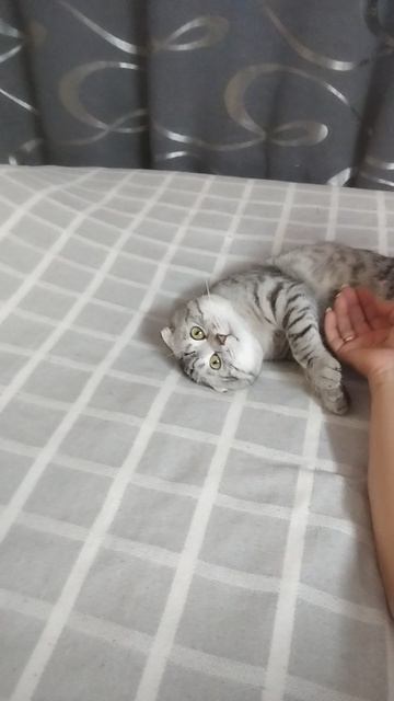 мой кот 🐱 смотреть онлайн