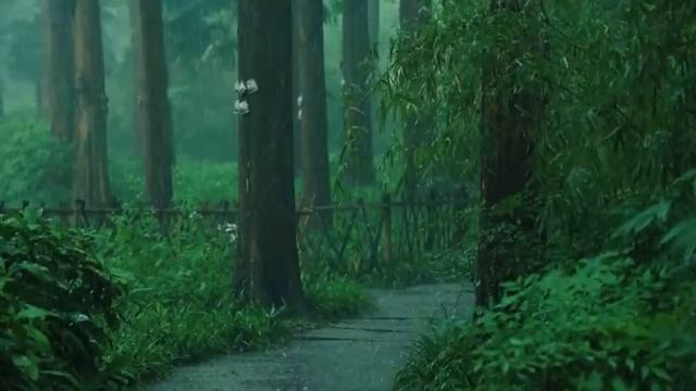Listen To The Rain On The Forest Path Relax Reduce Anxiety And Sleep Deeply