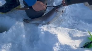 Помки форели на икру.