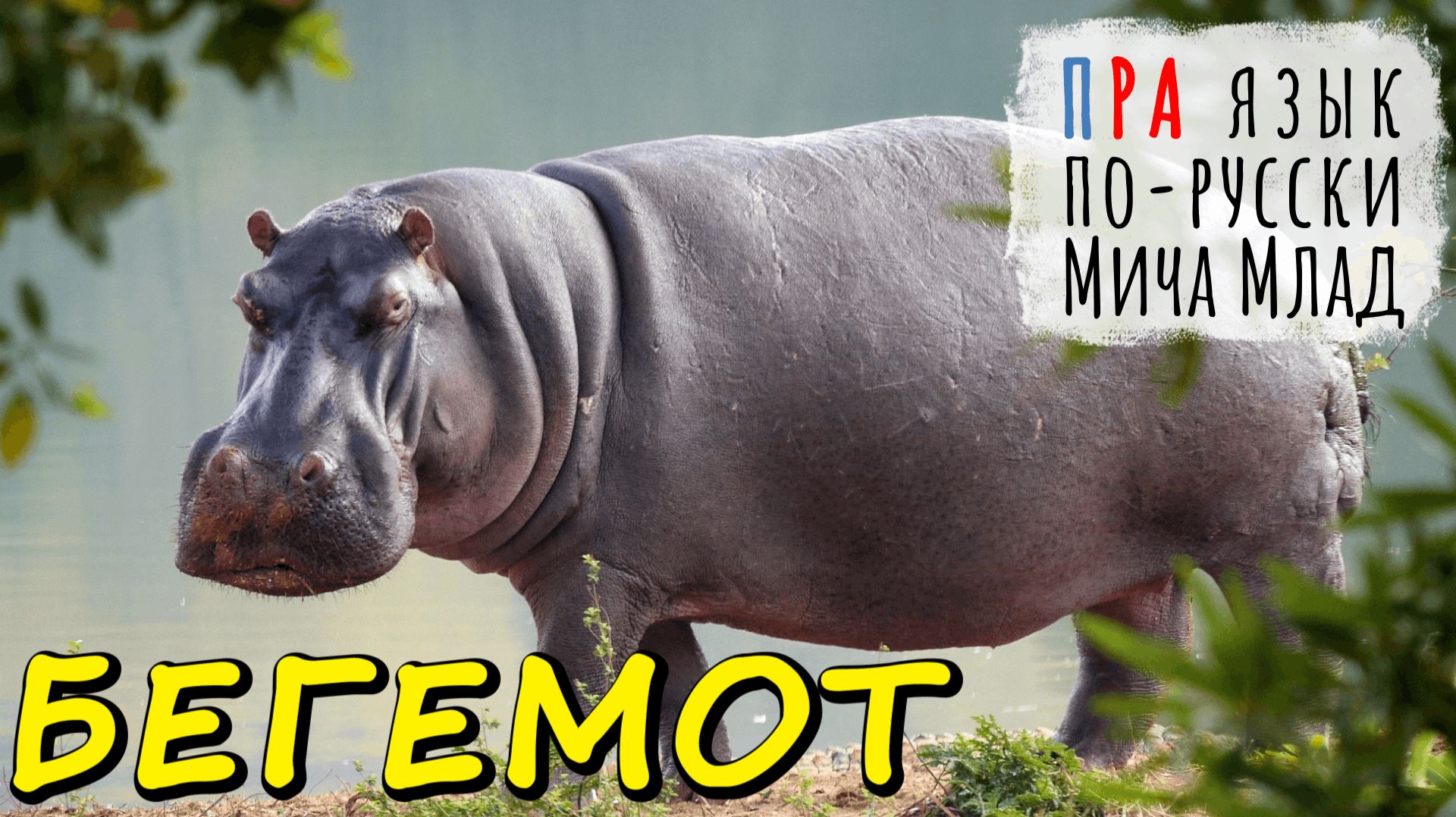 «БЕГЕМОТ» что означает? Этимология слова - праязык