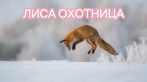 ЛИСА ОХОТИТСЯ.