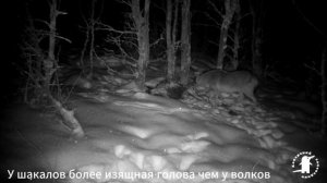 Шакал. Январь 2026 4К