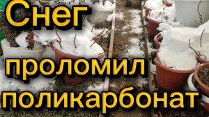 Снег проломил поликарбонат в теплице. Петуния взошла-что дальше делать. Все дорожки расчищены.