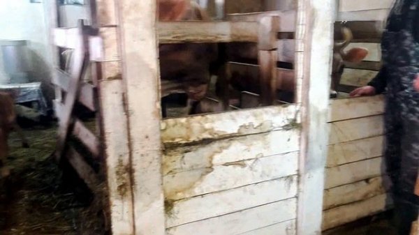 НАШИ НЕЛЕГКИЕ ФЕРМЕРСКИЕ БУДНИ❄️❄️❄️!