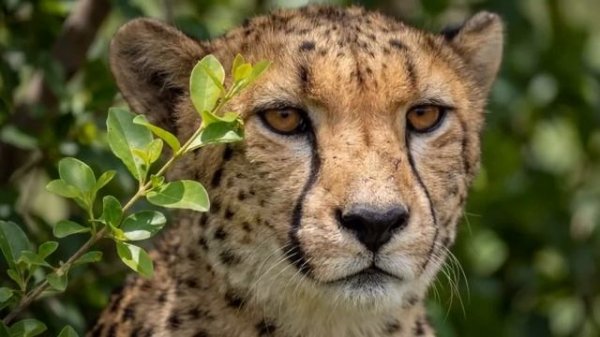 AI in Cinematic Visual