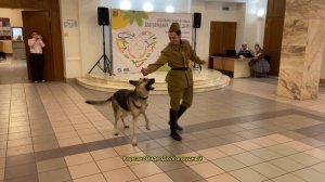 Благотворительный фестиваль "ДОЛГОПРУДНЫЙ-Добрый Город" организованный МОСКОО "Х-Легион",3101.2026