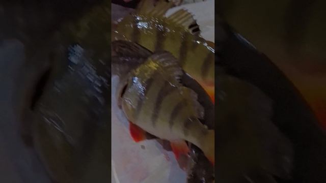 Рыболовный гид Ханты-Мансийск .mp4 смотреть онлайн