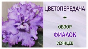 Обзор сеянцев фиалок. Цветопередача. Обращаем на это внимание.