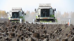 Уборка подсолнечника по первому снегу! Зерноуборочные комбайны "СLAAS"