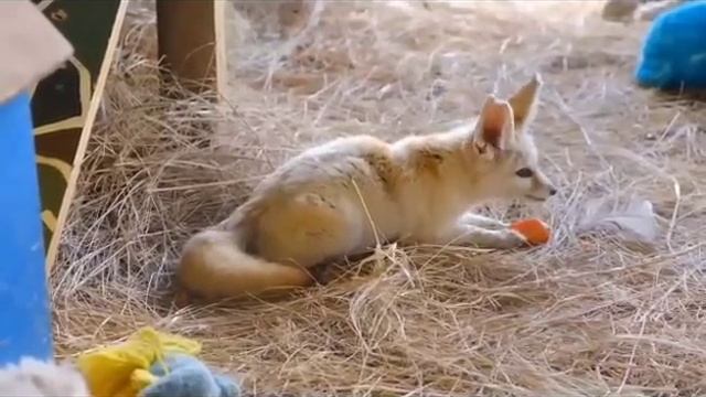 Правдивая Ольга. Самвел Адамян. Разоблачение его окружения. Что скрывает каждый? смотреть онлайн