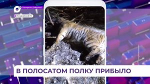 В полосатом полку прибыло: в Приморье отловили восьмого тигра