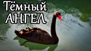 ЧЁРНАЯ ЖЕМЧУЖИНА АДЛЕРА. ЛЕБЕДИ В ПАРКЕ «ЮЖНЫЕ КУЛЬТУРЫ». НОЯБРЬ 2025 ГОДА.