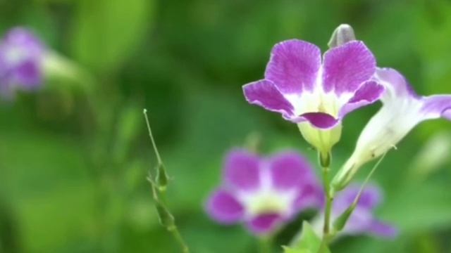 СТИХИ ПОД МУЗЫКУ. Стальной характер мягкой женщины. смотреть онлайн