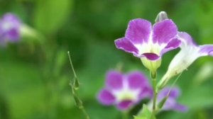 СТИХИ ПОД МУЗЫКУ. Стальной характер мягкой женщины.