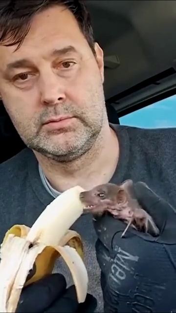 Как вам такой питомец? смотреть онлайн