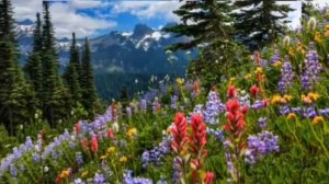 Ансамбль песни Ваталинка - Родная Земля