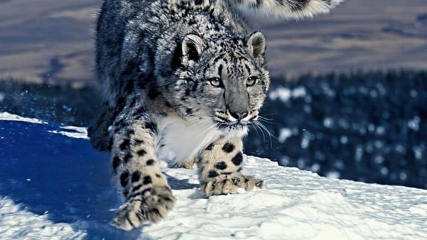 барс в мире танков