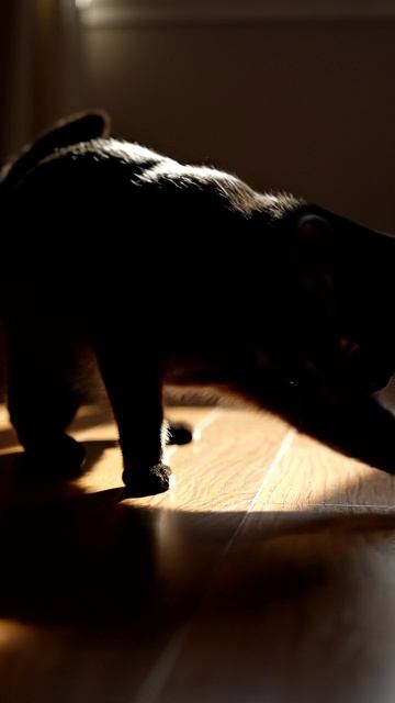 Light Thief / Похититель света #shorts #cat #веселыекоты #прикольныекоты #прикольныекоты #cute смотреть онлайн