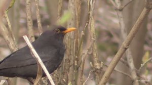 Весна, природа просыпается