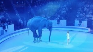 Девочка и слон