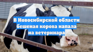 В Новосибирской области бешеная корова напала на ветеринара