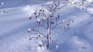 Зимние зарисовки. Котлас. Между Лимендкой и Вычегдой. Музыка Сергея Грищука