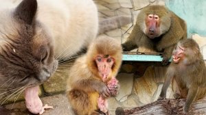 КАК ПРЫГНУЛ! Не уйти! Феня шеи на лету ловит! Елисей Лиду за шею хватает! Мать у Сакуры забирает!