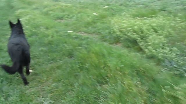 Примадонна