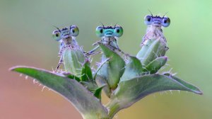 Насекомые — Гении Стратегии: Документальный Фильм про Насекомых