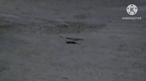 Ауди А6С5 Олроуд 2.7. Зверь !