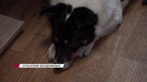 "Ему там тяжело жить". Как сложилась судьба бездомного пса из приюта