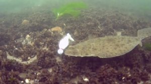 Рыбалка на Камбалу подводная съёмка