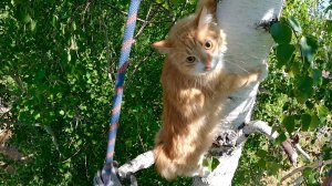 Летняя Бонита.. и ещё одна