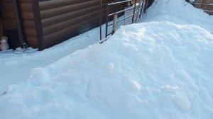 По такому морозу пришлось отказаться от влажных мешанок. 18е сутки инкубации. А цыплята подросли.