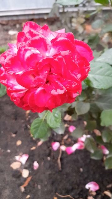 Роза Lady Mitchell. смотреть онлайн