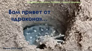 Вам привет от дракона