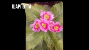 ПРИМУЛЫ В МОЁМ САДУ.