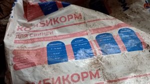 #кормление поросят#ответы на вопросы#pig #свиноматка #свиноводство #животные #